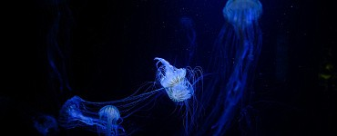 Существует ли кракен?